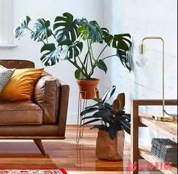 在澳洲生活，幫你盤點(diǎn)那些省時(shí)又省錢的家居實(shí)用好物